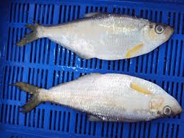 Katti Fish